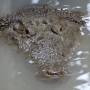 Belize - American crocodile