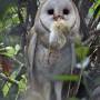 Belize - barn owl
