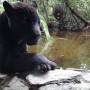 Belize - black jaguar