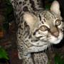 Belize - ocelot