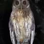 Belize - mottled owl