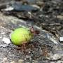 Guatemala - fourmis à Tikal