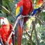 Honduras - Macaw