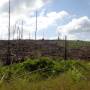 Indonésie - Ce n est plus la jungle ,mais pas encore un champs de palmiers a huile
