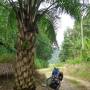 Indonésie - Le fameux palmier a huile