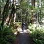 Nouvelle-Zélande - fougères et mousse partout