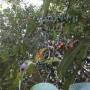 Inde - 