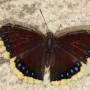 Guatemala - Papillon Atitlan