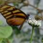 Guatemala - Papillon Atitlan