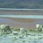 Bolivie - Lamas devant la laguna Colorada