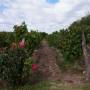 Argentine - Visite de la bodega Carinae