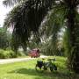 Indonésie - mes premiesr palmies a huile a Java