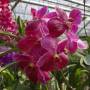 Thaïlande - 