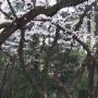 Japon - 