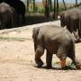 Elephant transit home