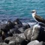 Équateur - San Cristobal - Galapagos