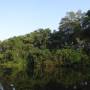 Équateur - Cuyabeno - Amazonie