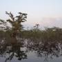 Équateur - Cuyabeno - Amazonie