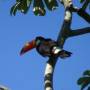 Brésil - toucan