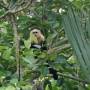 Costa Rica - SINGE capucin