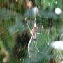 Costa Rica - araignee