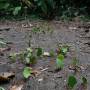 Costa Rica - FOURMIS