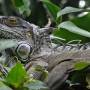 Costa Rica - IGUANE