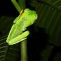 Costa Rica - Grenouille