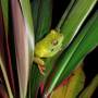 Costa Rica - Grenouille