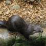 Canada - loutre