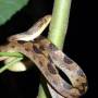 Costa Rica - serpent false fer de lance