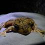 Costa Rica - grenouille gladiateur