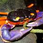 Costa Rica - halloween crab