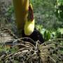 Costa Rica - toucan