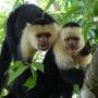 Costa Rica - capuccine monkeys