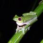 Costa Rica - grenouille aux yeux rouges