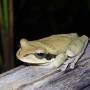 Costa Rica - frenouille masquee