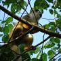 Costa Rica - singe ecureuil