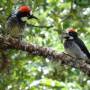 Costa Rica - pic vert