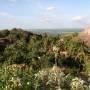 Poson à Anuradhapura