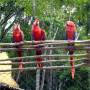 Honduras - Copan - Guacamayas