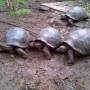 Équateur - GALAPAGOS - FLOREANA - tortues géantes
