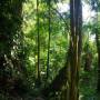Malaisie - Jungle des Cameron Highlands