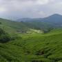 Malaisie - Plantations de th&eacute;