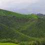 Malaisie - Plantations de th&eacute;