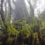 Malaisie - Old forest
