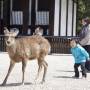 Japon - 