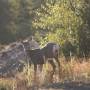 Canada - Mule Deer - Manning Provincial Park