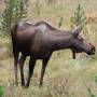 J+14 - Jasper National Park