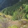 USA - mont olympic ,washington,usa